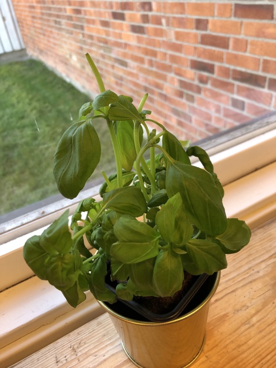 Basilikaplanta som plockats så att det ska växa ut fler blad